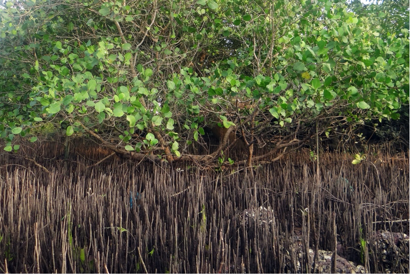 The Delta Blue Carbon Project